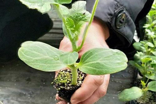 廠(chǎng)區(qū)環(huán)境的綠化要點(diǎn)！