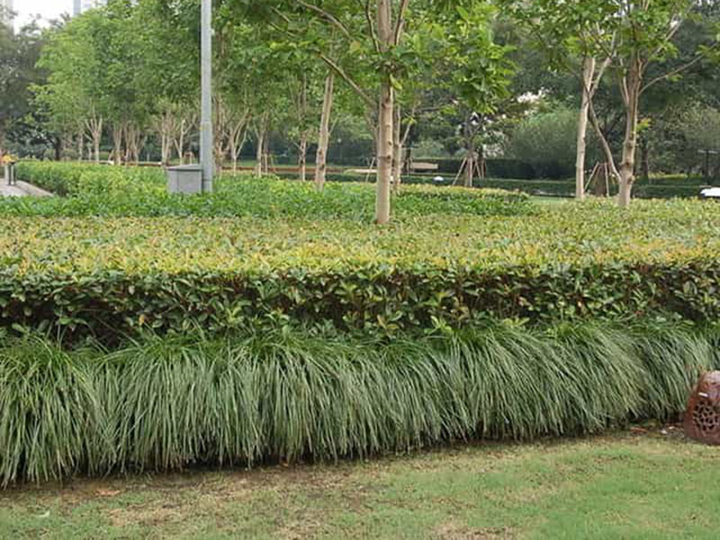 小區(qū)綠化養(yǎng)護(hù)服務(wù)